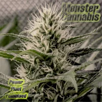 Power Plant feminised